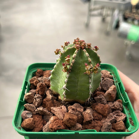 Euphorbia frankii