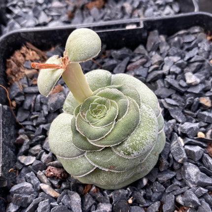Crassula hemisphaerica
