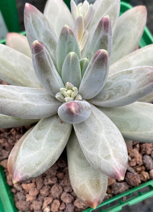 Pachyphytum compactum x Echeveria colorata