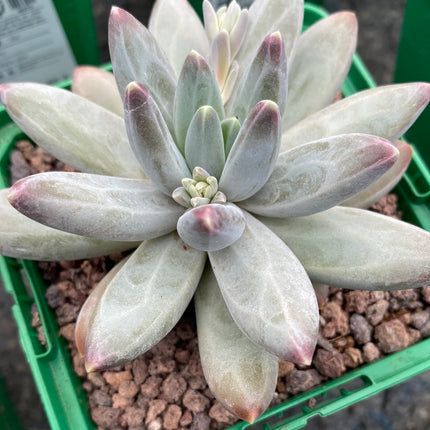Pachyphytum compactum x Echeveria colorata