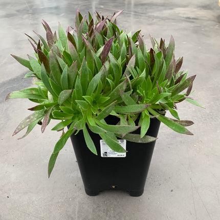 Aeonium-Feuerwerkskörper