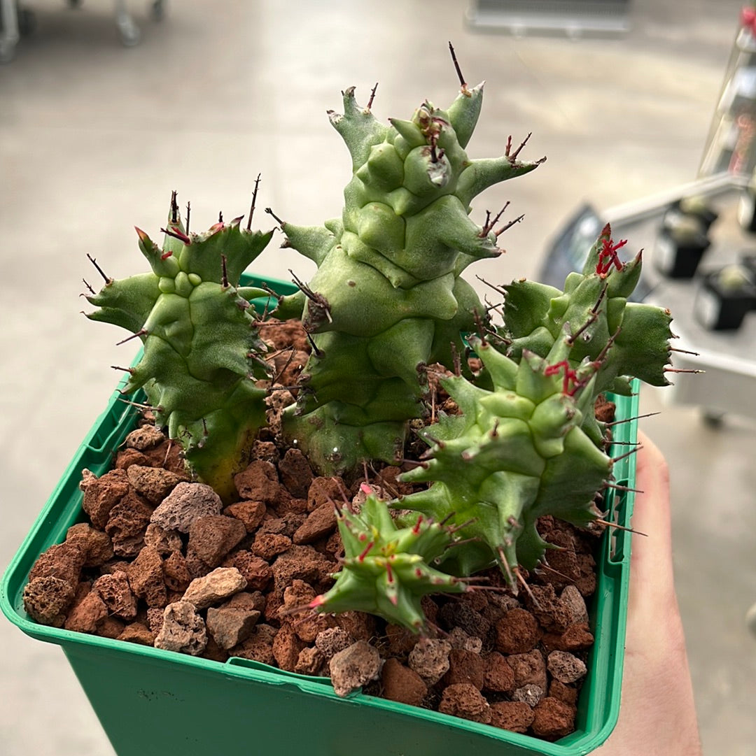 Euphorbia horrida monstruosa