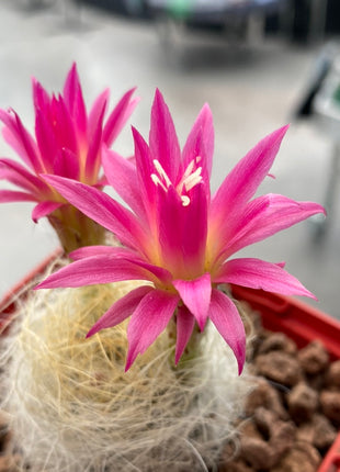 Neoporteria gerocephala