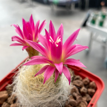 Neoporteria gerocephala