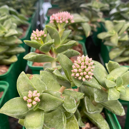 Crassula 'Springtime'