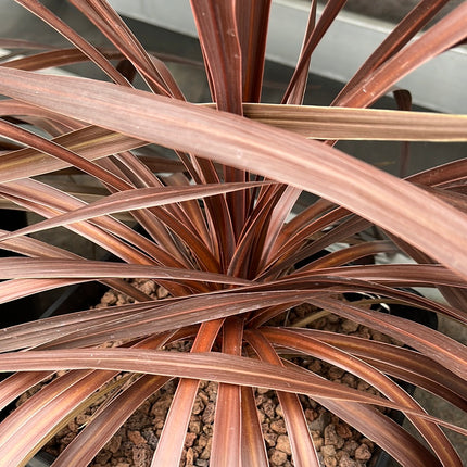 Cordyline 'Red Star'