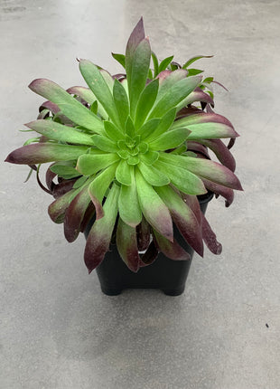 Aeonium „Schwarze Magie“
