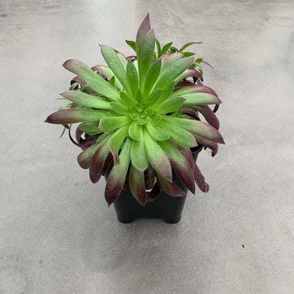 Aeonium ‘Black Magic’