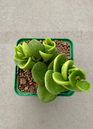 Peperomia obtusifolia