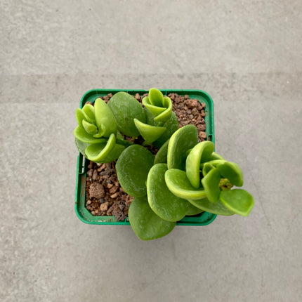 Peperomia obtusifolia