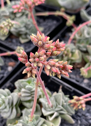 Crassula „Coralita“