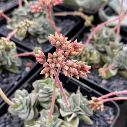 Crassula "Coralita"