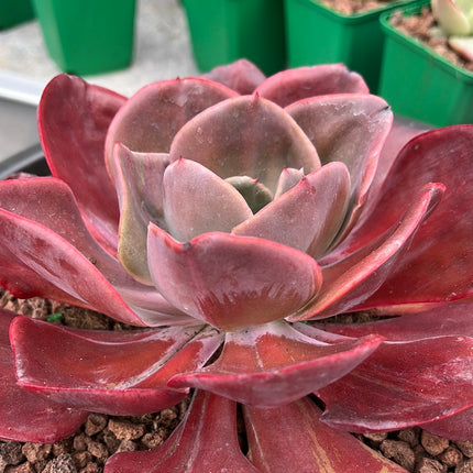 Echeveria `Goibahina´
