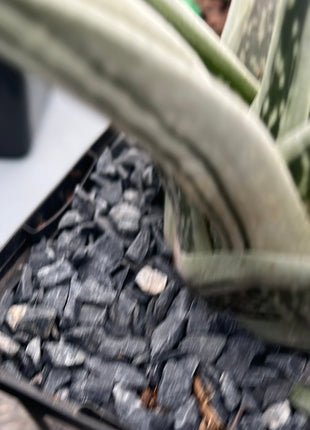 x Gasteraloe ‘Green Ice’