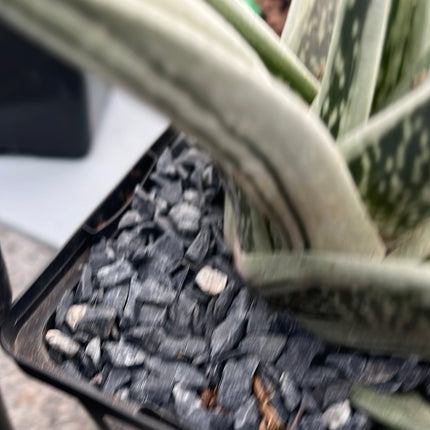 x Gasteraloe 'Green Ice'