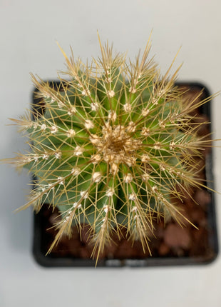 Neobuxbaumia polylopha