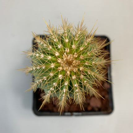 Neobuxbaumia polylopha