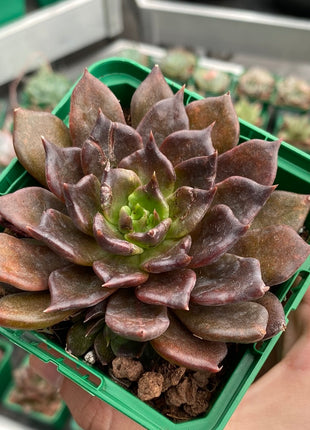 Echeveria `Super Bowl´