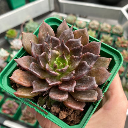 Echeveria `Super Bowl´
