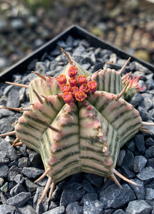 Euphorbia meloformis f. variegata