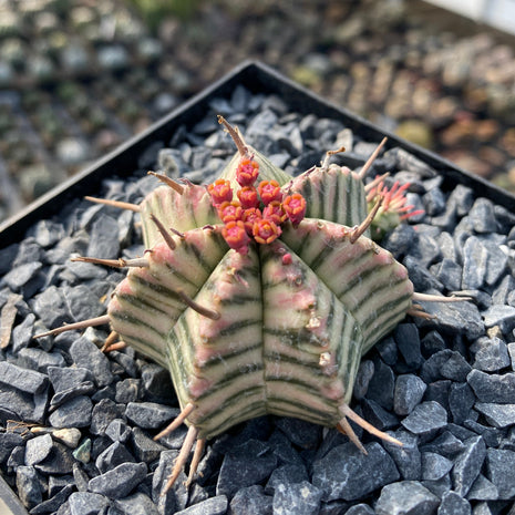 Euphorbia meloformis f. variegata