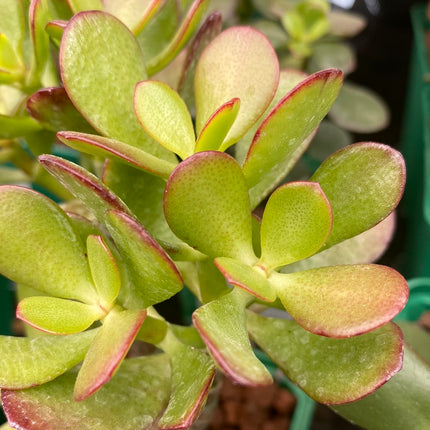 Crassula ovata