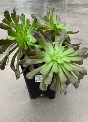 Aeonium 'Morticia'