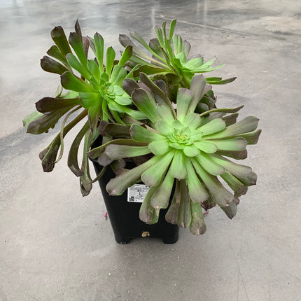 Aeonium ‘Morticia’