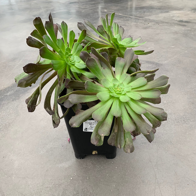 Aeonium ‘Morticia’