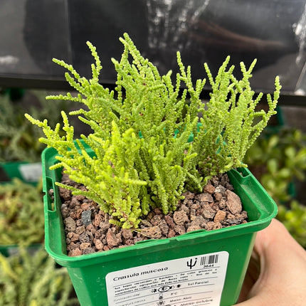 Crassula muscosa