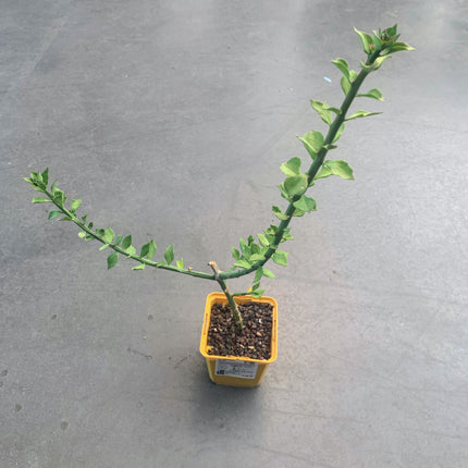 Pereskiopsis diguetii