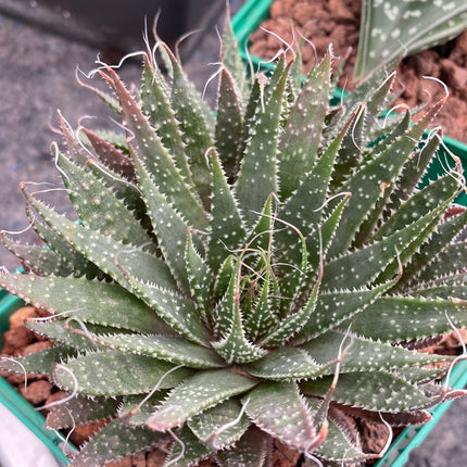Aristaloe aristata