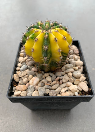 Echinopsis híbrido f. variegata