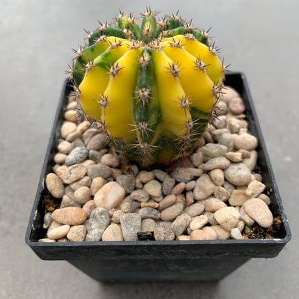 Hybrid Echinopsis f. variegate