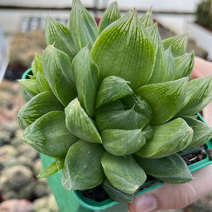Haworthia cymbiformis var. Cymbiformis