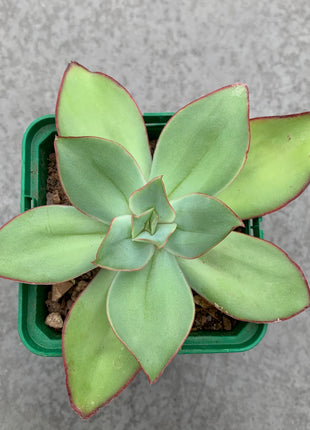 Echeveria fire and ice