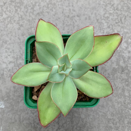 Echeveria fire and ice