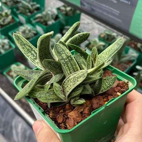 Gasteria Lebenslauf. etwas warzig