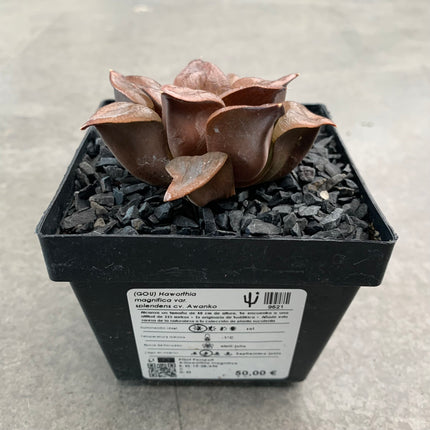 Haworthia magnifica splendens cv. awanko