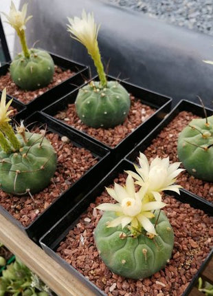 Matucana madisoniorum inermis f. albiflora