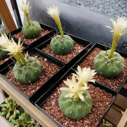 Matucana madisoniorum inermis f. albiflora