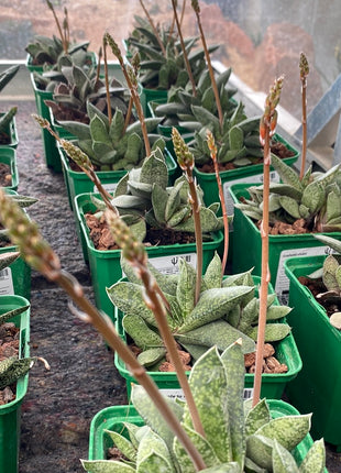 Gasteria camillae