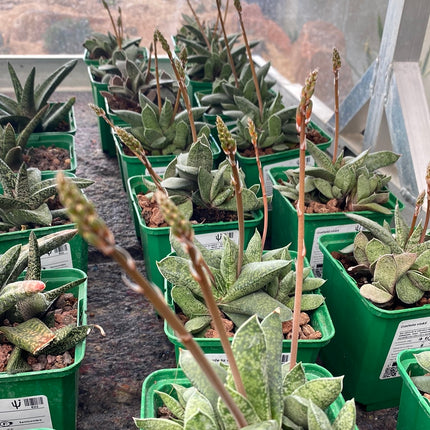 Gasteria camillae