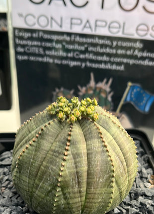 Euphorbia fettleibig ♀ &amp; ♂