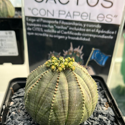 Euphorbia obese ♀ &amp; ♂