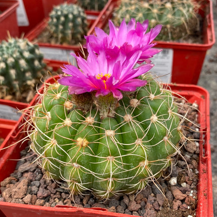 Notocactus uebelmannianus