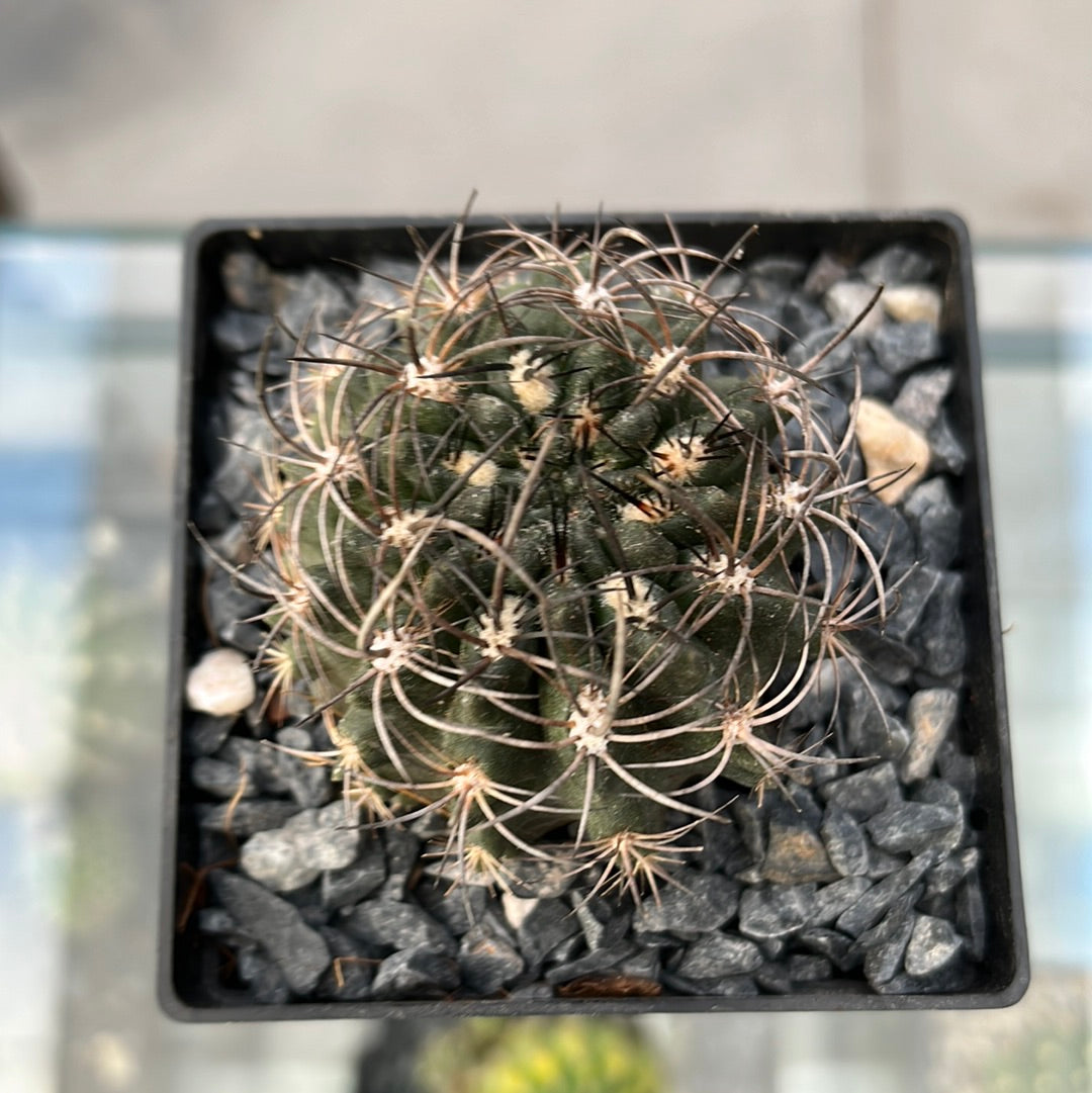 Neoporteria taltalensis