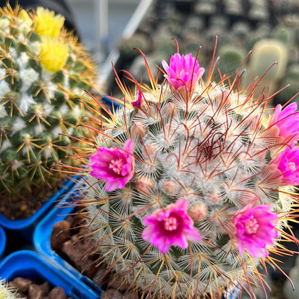 Desert PACK Mammillarias