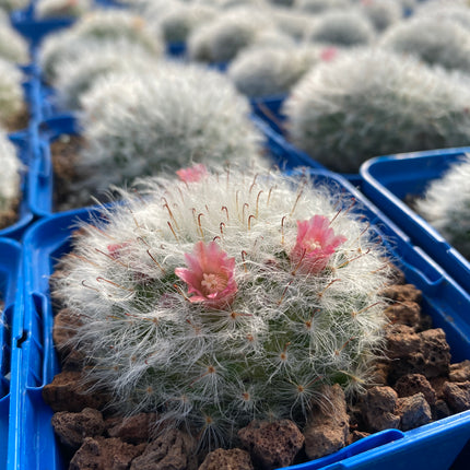 Mammillaria bocasana