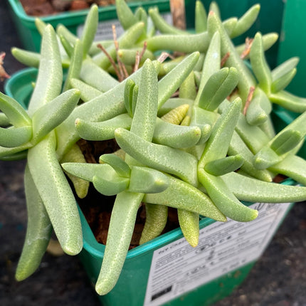 Cheiridopsis candidissima